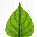 Eco-Friendly Icon